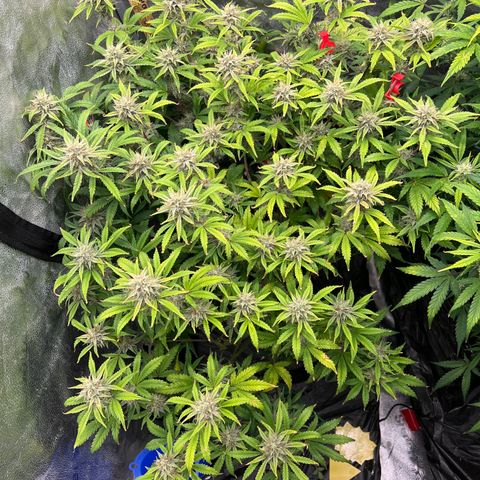 Mephisto’s Grape Crush Left growlog timeline photo