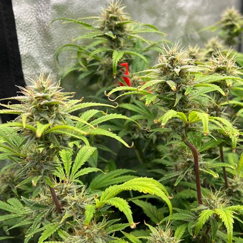 Mephisto’s Grape Crush Left growlog timeline photo