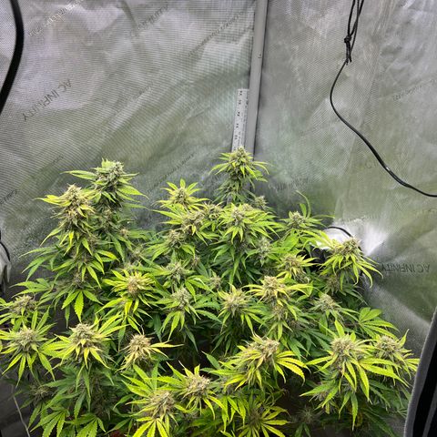 Pink Panama x chemdogging righty  growlog timeline photo