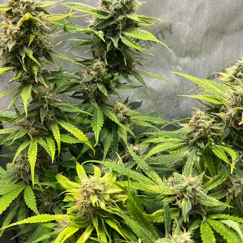 Pink Panama x chemdogging righty  growlog timeline photo