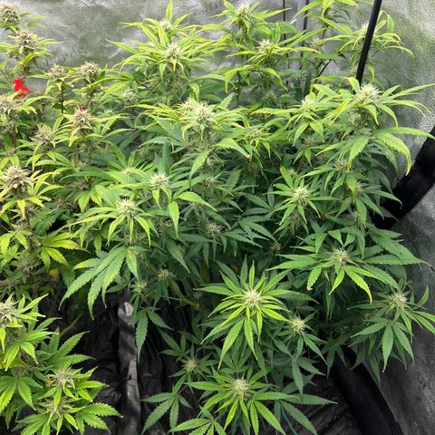 (Sour Stomper xFantasmo Express)Ripleys OG growlog timeline photo