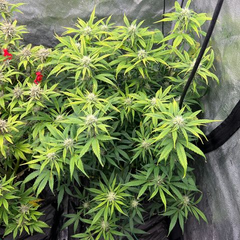 (Sour Stomper xFantasmo Express)Ripleys OG growlog timeline photo