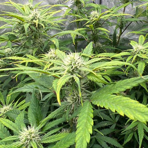 (Sour Stomper xFantasmo Express)Ripleys OG growlog timeline photo