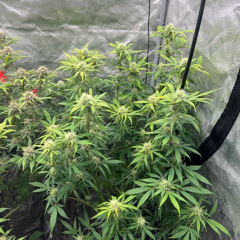 (Sour Stomper xFantasmo Express)Ripleys OG growlog timeline photo