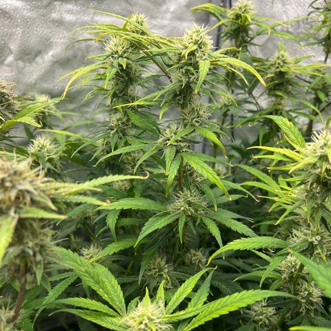 (Sour Stomper xFantasmo Express)Ripleys OG growlog timeline photo