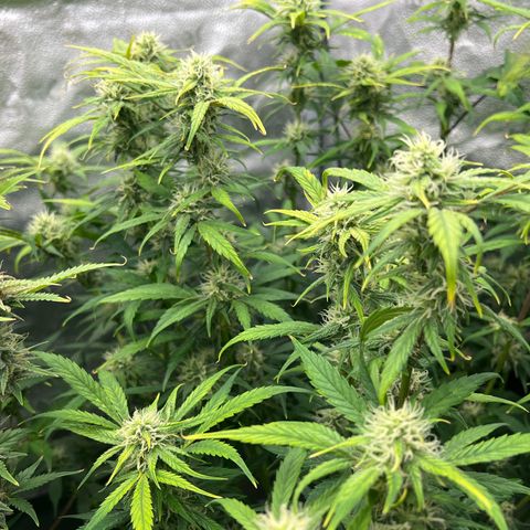 (Sour Stomper xFantasmo Express)Ripleys OG growlog timeline photo