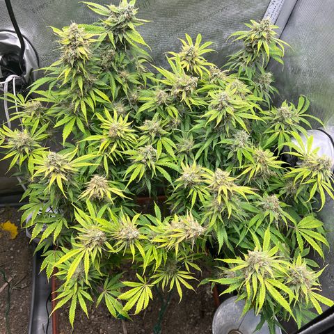 Pink Panama x chemdogging righty  growlog timeline photo