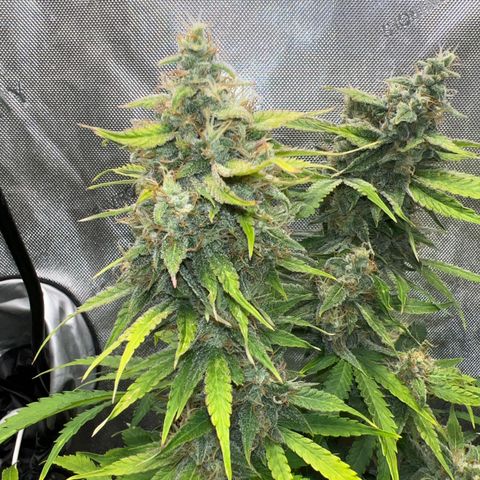 Pink Panama x chemdogging righty  growlog timeline photo