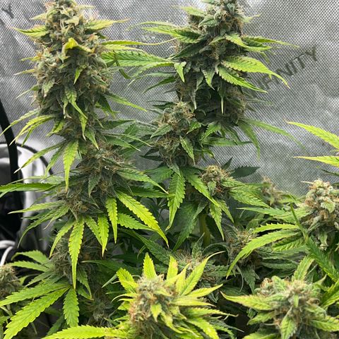 Pink Panama x chemdogging righty  growlog timeline photo