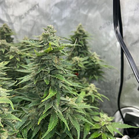 Pink panama x chemdogging  Lefty growlog timeline photo
