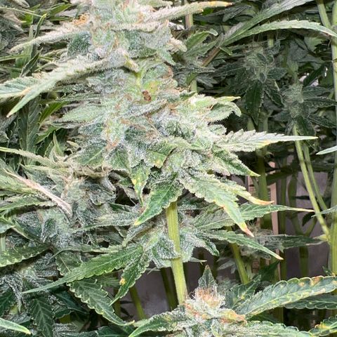 Pink panama x chemdogging  Lefty growlog timeline photo