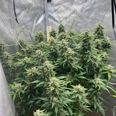 Pink panama x chemdogging  Lefty growlog timeline photo