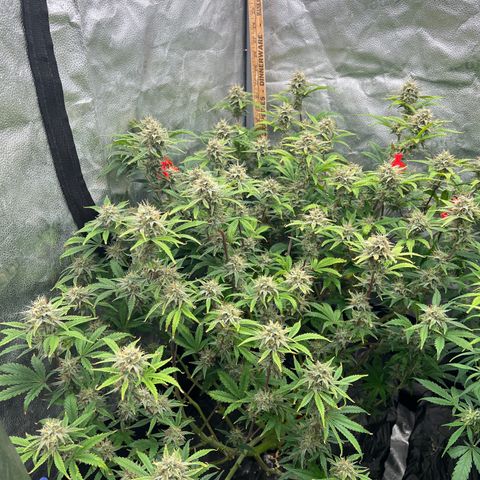 Mephisto’s Grape Crush Left growlog timeline photo