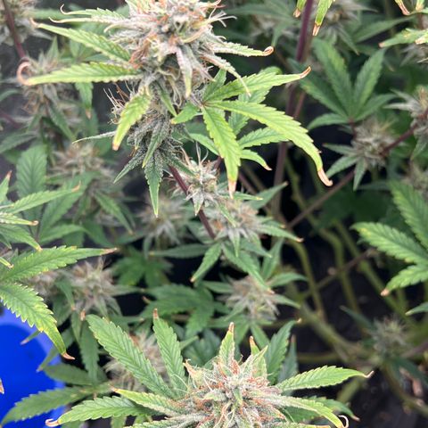 Mephisto’s Grape Crush Left growlog timeline photo