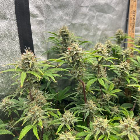 Mephisto’s Grape Crush Left growlog timeline photo