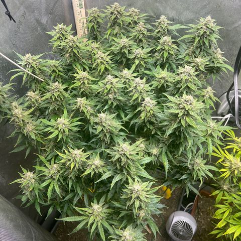 Pink panama x chemdogging  Lefty growlog timeline photo