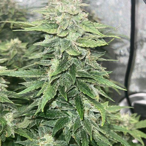 Pink panama x chemdogging  Lefty growlog timeline photo