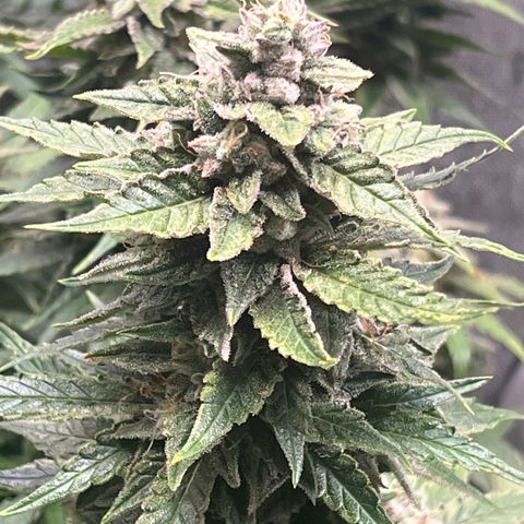 Pink panama x chemdogging  Lefty growlog timeline photo