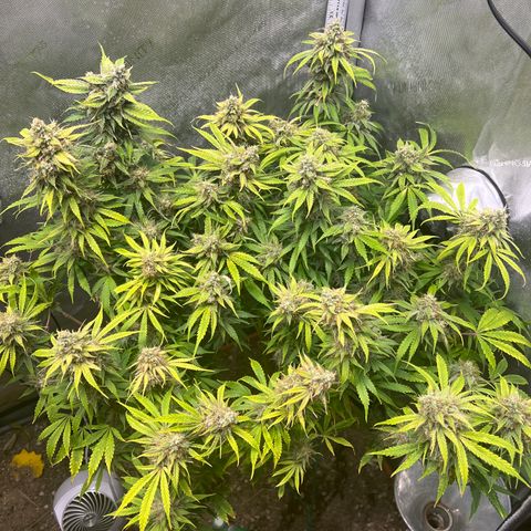 Pink Panama x chemdogging righty  growlog timeline photo