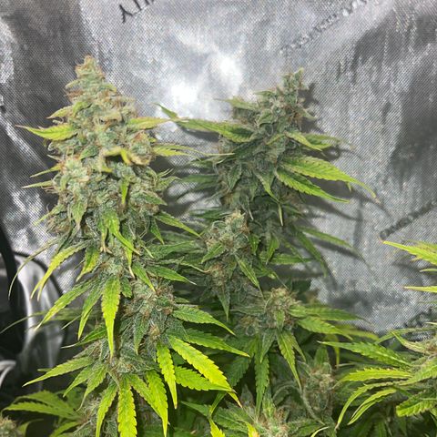 Pink Panama x chemdogging righty  growlog timeline photo