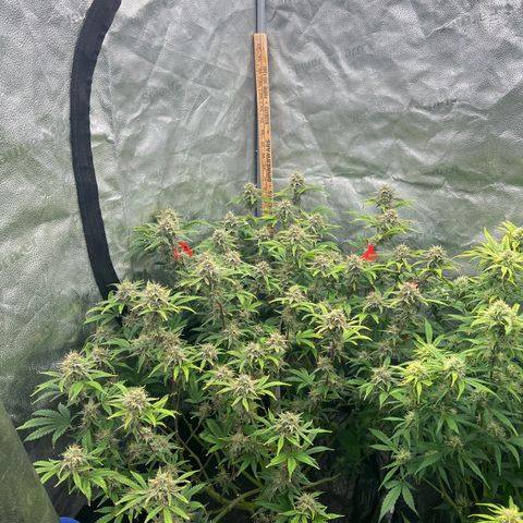 Mephisto’s Grape Crush Left growlog timeline photo