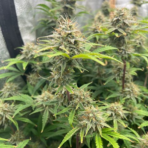 Mephisto’s Grape Crush Left growlog timeline photo