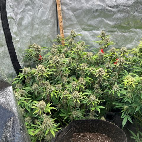 Mephisto’s Grape Crush Left growlog timeline photo