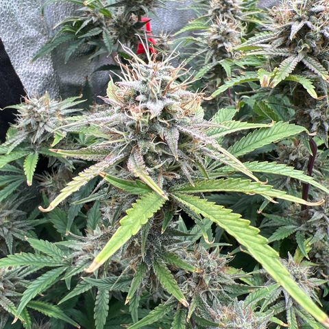Mephisto’s Grape Crush Left growlog timeline photo