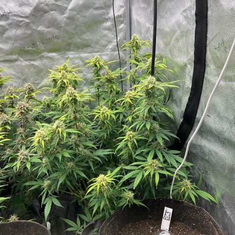 (Sour Stomper xFantasmo Express)Ripleys OG growlog timeline photo