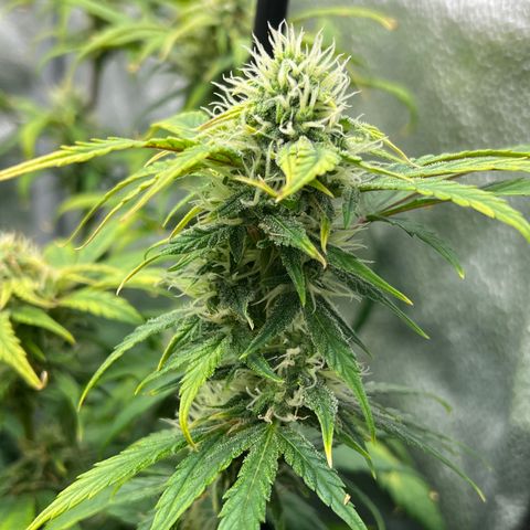 (Sour Stomper xFantasmo Express)Ripleys OG growlog timeline photo
