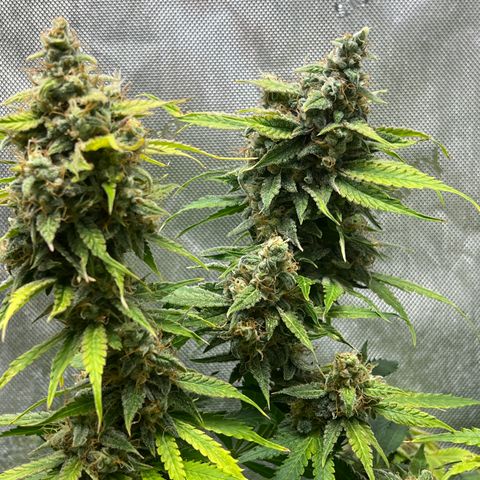Pink Panama x chemdogging righty  growlog timeline photo