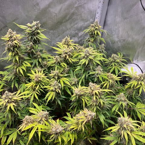 Pink Panama x chemdogging righty  growlog timeline photo