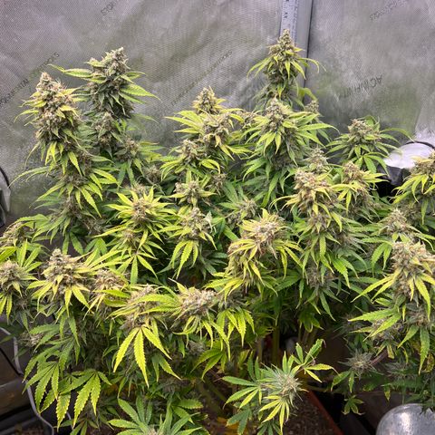 Pink Panama x chemdogging righty  growlog timeline photo