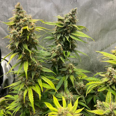 Pink Panama x chemdogging righty  growlog timeline photo