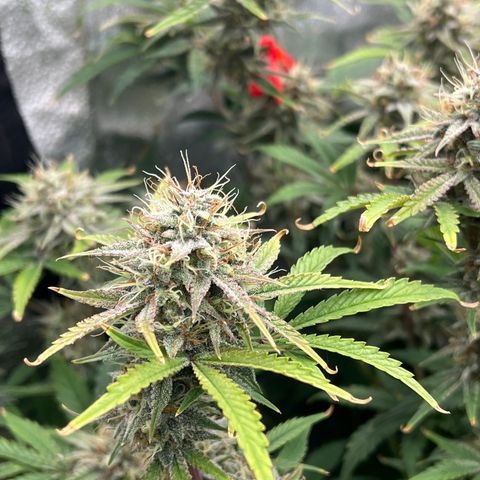 Mephisto’s Grape Crush Left growlog timeline photo