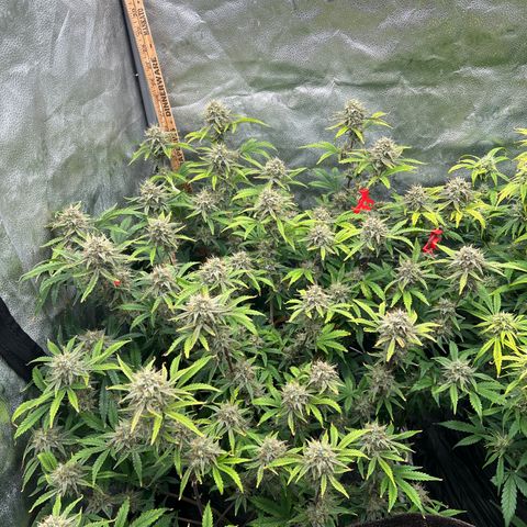 Mephisto’s Grape Crush Left growlog timeline photo