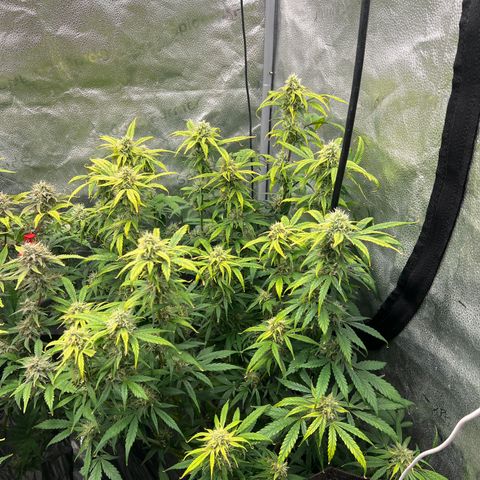 (Sour Stomper xFantasmo Express)Ripleys OG growlog timeline photo