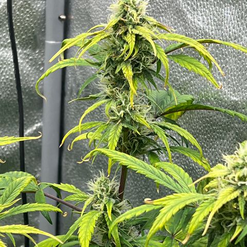 (Sour Stomper xFantasmo Express)Ripleys OG growlog timeline photo