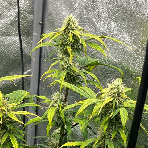 (Sour Stomper xFantasmo Express)Ripleys OG growlog timeline photo