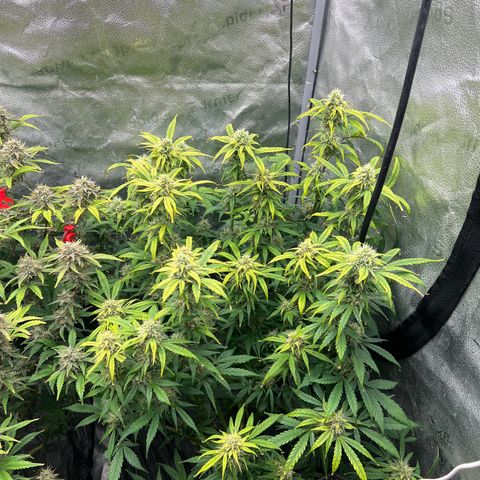 (Sour Stomper xFantasmo Express)Ripleys OG growlog timeline photo