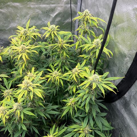 (Sour Stomper xFantasmo Express)Ripleys OG growlog timeline photo