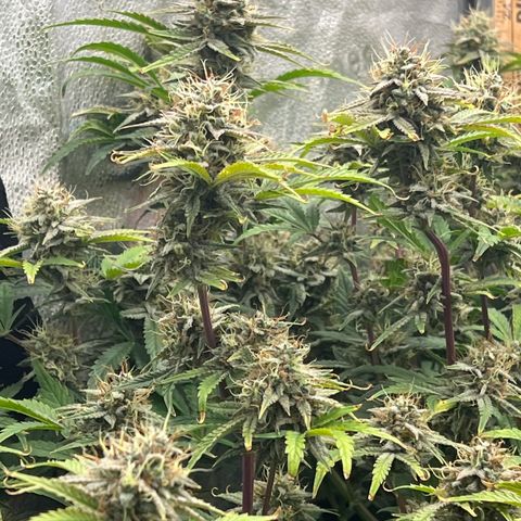 Mephisto’s Grape Crush Left growlog timeline photo