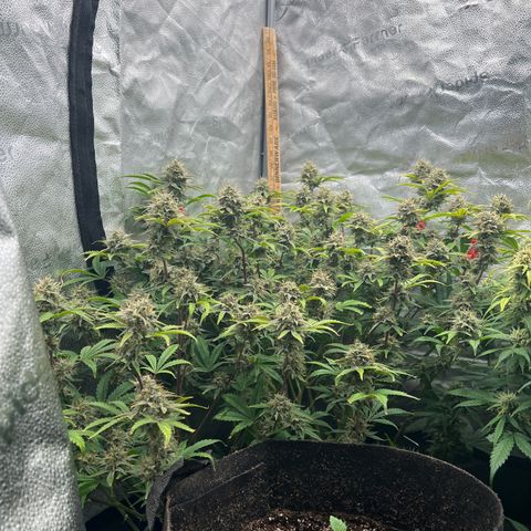 Mephisto’s Grape Crush Left growlog timeline photo