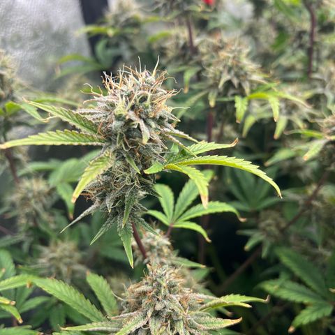 Mephisto’s Grape Crush Left growlog timeline photo
