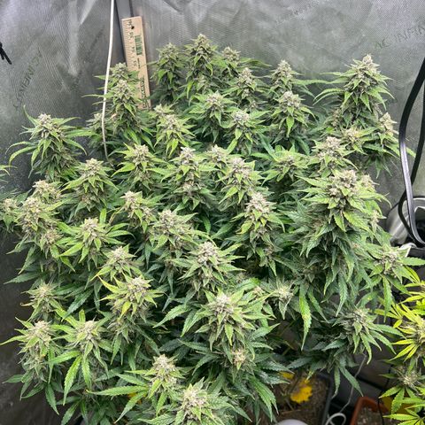 Pink panama x chemdogging  Lefty growlog timeline photo