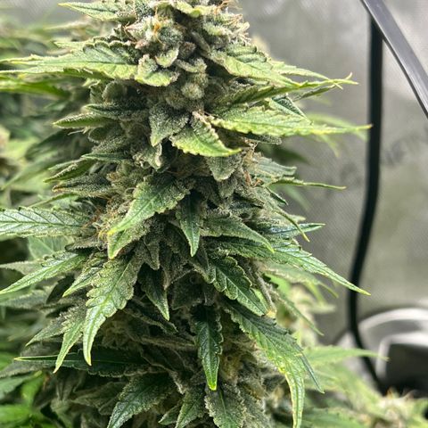 Pink panama x chemdogging  Lefty growlog timeline photo