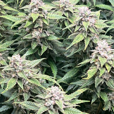 Pink panama x chemdogging  Lefty growlog timeline photo