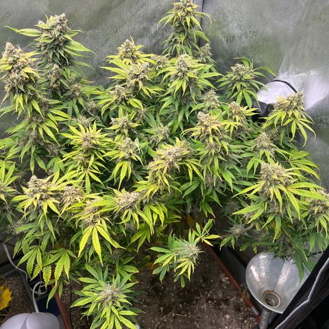 Pink Panama x chemdogging righty  growlog timeline photo