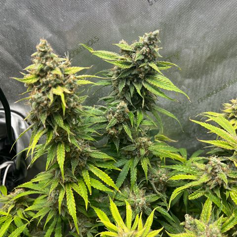 Pink Panama x chemdogging righty  growlog timeline photo