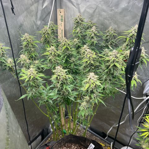 Pink panama x chemdogging  Lefty growlog timeline photo